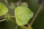 Cucumberleaf sunflower 